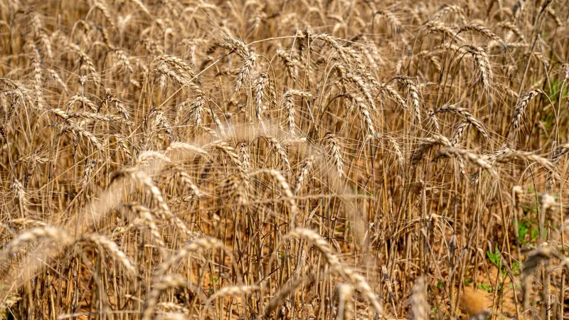 Ancient Grains, Living Mills: How American Heritage Farms Are Rewriting the Story of Craft Agriculture