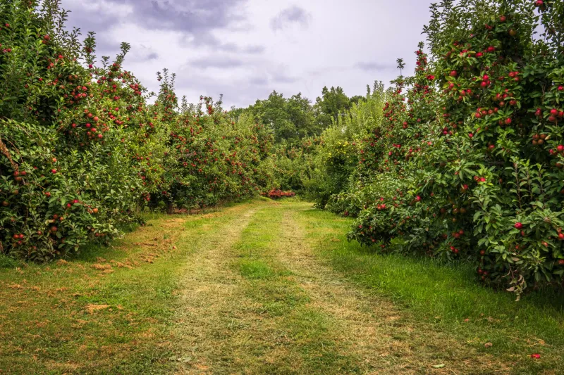 Roots Without Trees: The Quiet Mission to Rescue Heirloom Fruit Varieties From America's Vanished Farmsteads