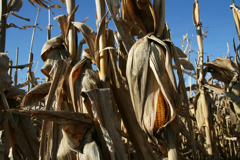 Gathered at the Granary: Five Farm-Born Celebrations Worth Traveling For This Season