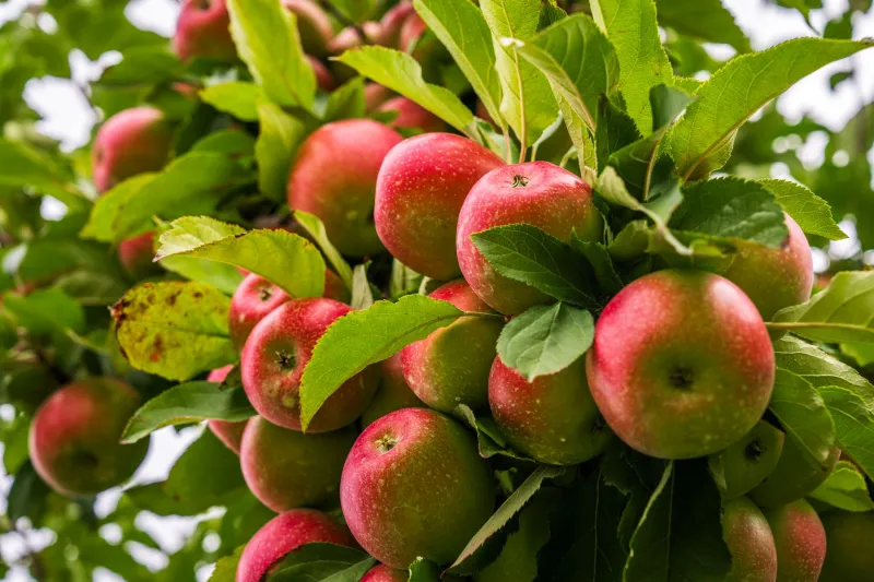 Lost Orchards, Found Again: A Field Guide to Rediscovering the Apples Your Ancestors Grew